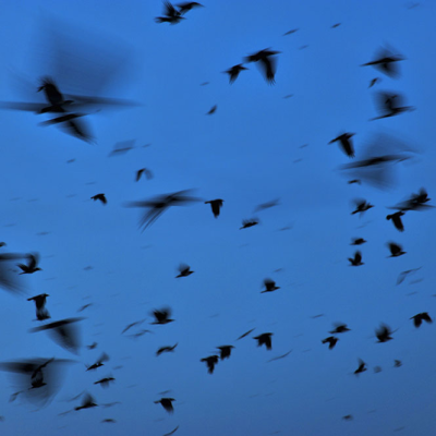 Vögel über Kigali